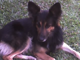 aca se encuentra tomy relajado!descansando un poco pero siempre alerta a cualquier cosa!